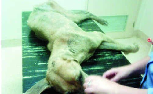 Maya receives treatment at a Rocky vet after she was found under a tree. Maya receives treatment at a Rocky vet after she was found under a tree.